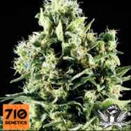 710 Genetics Seeds White Lady OG